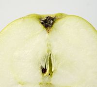 Finkenwerder Herbstprinz